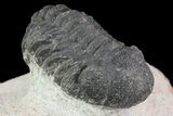 Lot: Assorted Devonian Trilobites - Pieces #76985-1